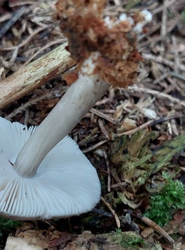 ŠTÍTOVKA POUZAROVA (Pluteus pouzarianus) FOTO: Marta Knauerová, 15.10.2023, Podzimní vycházka s mykologem Mgr. Martinem Křížem