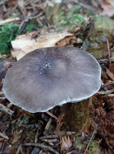 ŠTÍTOVKA POUZAROVA (Pluteus pouzarianus) FOTO: Marta Knauerová, 15.10.2023, Podzimní vycházka s mykologem Mgr. Martinem Křížem