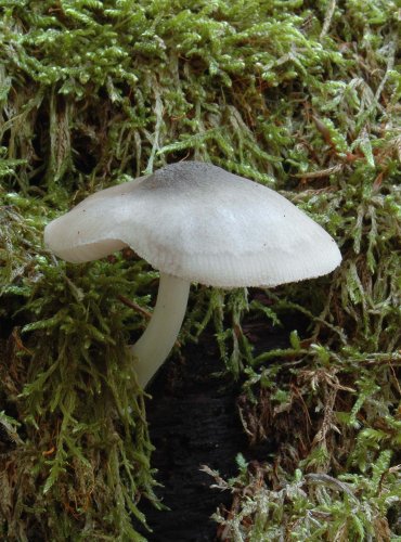 ŠTÍTOVKA VRBOVÁ (Pluteus salicinus) FOTO: Marta Knauerová, FOTO: Marta Knauerová, 15.10.2023, Podzimní vycházka s mykologem Mgr. Martinem Křížem