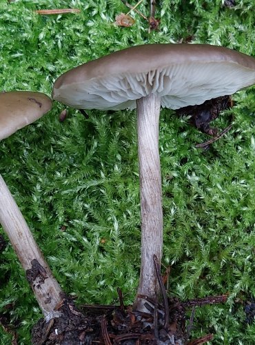 TMAVOBĚLKA blíže neurčená (Melanoleuca sp.), FOTO: Marta Knauerová, 15.10.2023, Podzimní vycházka s mykologem Mgr. Martinem Křížem 
