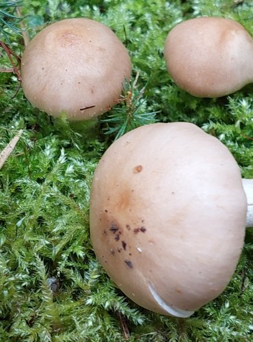 ŠUPINOVKA ŠEDOHLÍNOVÁ (Pholiota lenta) FOTO: Marta Knauerová, 15.10.2023, Podzimní vycházka s mykologem Mgr. Martinem Křížem
