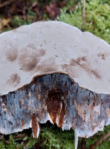 TROUDNATEC KOPYTOVITÝ (Fomes fomentarius) FOTO: Marta Knauerová, 15.10.2023, Podzimní vycházka s mykologem Mgr. Martinem Křížem
