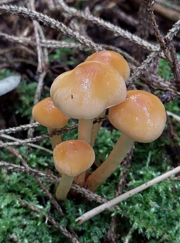 TŘEPENITKA MAKOVÁ (Hypholoma capnoides) FOTO: Marta Knauerová, 15.10.2023, Podzimní vycházka s mykologem Mgr. Martinem Křížem