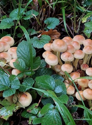 TŘEPENITKA SVAZČITÁ (Hypholoma fasciculare) FOTO: Marta Knauerová, 15.10.2023, Podzimní vycházka s mykologem Mgr. Martinem Křížem

