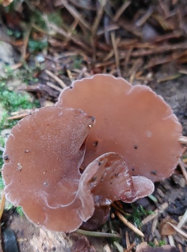 UCHO JIDÁŠOVO (Auricularia auricula-judae) FOTO: Marta Knauerová, 15.10.2023, Podzimní vycházka s mykologem Mgr. Martinem Křížem