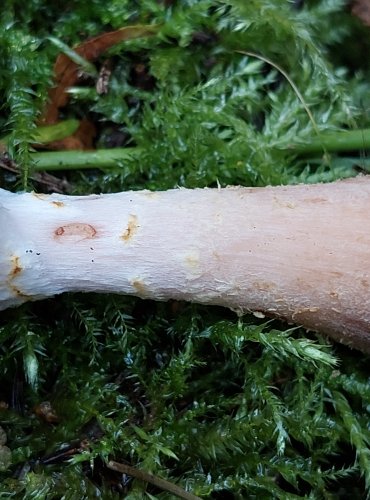 VÁCLAVKA HLÍZNATÁ (Armillaria gallica) FOTO: Marta Knauerová, 15.10.2023, Podzimní vycházka s mykologem Mgr. Martinem Křížem

