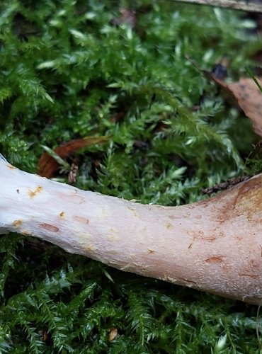 VÁCLAVKA HLÍZNATÁ (Armillaria gallica) FOTO: Marta Knauerová, 15.10.2023, Podzimní vycházka s mykologem Mgr. Martinem Křížem

