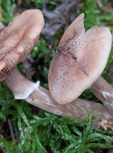 VÁCLAVKA SEVERSKÁ (Armillaria borealis), bez jistoty, FOTO: Marta Knauerová, 15.10.2023, Podzimní vycházka s mykologem Mgr. Martinem Křížem