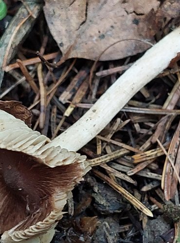 VLÁKNICE LESKNAVÁ (Inocybe nitidiuscula), bez jistoty, FOTO: Marta Knauerová, 15.10.2023, Podzimní vycházka s mykologem Mgr. Martinem Křížem