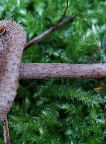 VLÁKNICE PLAVOHNĚDÁ (Inocybe cincinnata) FOTO: Marta Knauerová, 15.10.2023, Podzimní vycházka s mykologem Mgr. Martinem Křížem