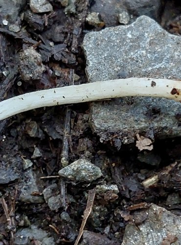 VLÁKNICE ZEMNÍ (Inocybe geophylla) FOTO: Marta Knauerová, 15.10.2023, Podzimní vycházka s mykologem Mgr. Martinem Křížem
