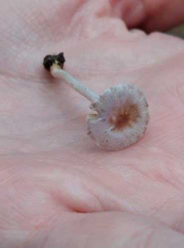 VLÁKNICE ZEMNÍ FIALOVÁ (Inocybe geophylla var. lilacina) FOTO: Marta Knauerová, 15.10.2023, Podzimní vycházka s mykologem Mgr. Martinem Křížem

