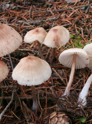 HELMOVKA TUHONOHÁ (Mycena galericulata) FOTO: pro ilustraci druhu doplněno z archivu Josefa Slovíčka, Podzimní vycházka s mykologem Mgr. Martinem Křížem, 15.10.2023