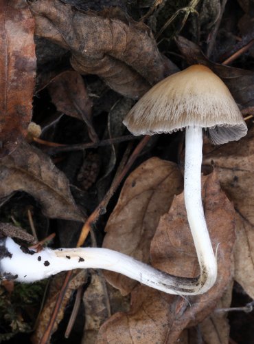 KŘEHUTKA ŠPINAVOLUPENNÁ (Psathyrella tephrophylla) FOTO: Martin Kříž, vybráno z osobního archivu pro doplnění snímků z podzimní vycházky s mykologem, 15.10.2023 

