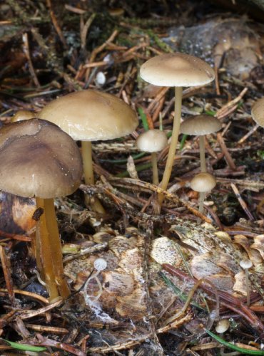 PENÍZOVKA SMRKOVÁ (Strobilurus esculentus) FOTO: Martin Kříž, vybráno z osobního archivu pro doplnění snímků z podzimní vycházky s mykologem, 15.10.2023 