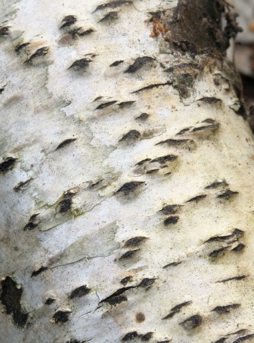 POLŠTÁŘNATKA BŘEZOVÁ (Diatrypella favacea) FOTO: Martin Kříž, vybráno z osobního archivu pro doplnění snímků z podzimní vycházky s mykologem, 15.10.2023 