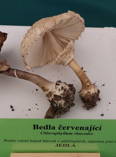 BEDLA ČERVENAJÍCÍ (Chlorophyllum rachodes) FOTO: Marta Knauerová, 22.9.2023