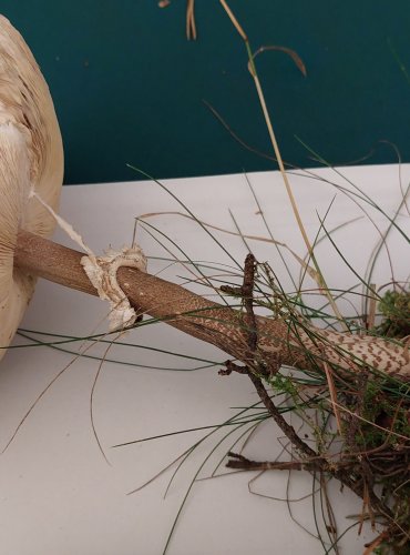 BEDLA VYSOKÁ (Macrolepiota procera) FOTO: Marta Knauerová, 22.9.2023