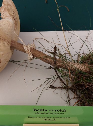 BEDLA VYSOKÁ (Macrolepiota procera) FOTO: Marta Knauerová, 22.9.2023