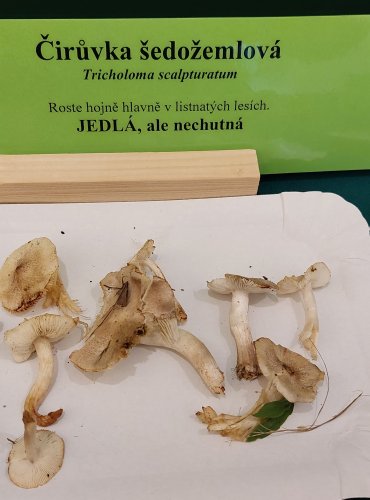 ČIRŮVKA ŠEDOŽEMLOVÁ (Tricholoma scalpturatum) FOTO: Marta Knauerová, 22.9.2023