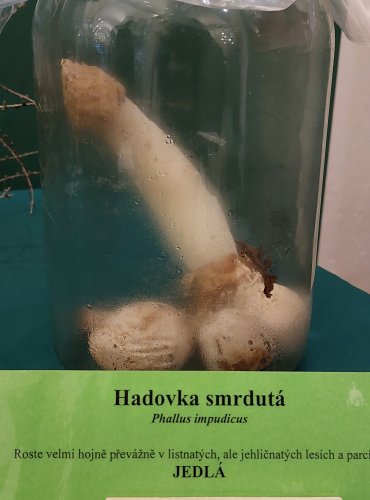 HADOVKA SMRDUTÁ (Phallus impudicus) FOTO: Marta Knauerová, 22.9.2023