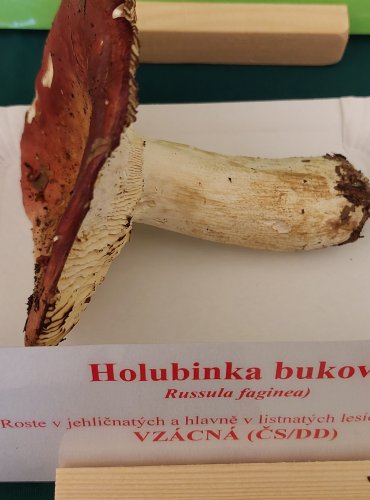 HOLUBINKA BUKOVÁ (Russula faginea) FOTO: Marta Knauerová, 22.9.2023