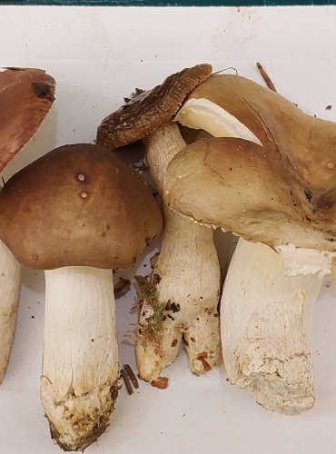 HOLUBINKA CIHLOVÁ (Russula cessans) FOTO: Marta Knauerová, 22.9.2023