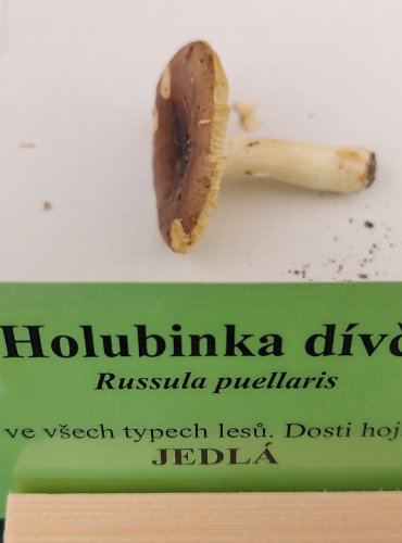 HOLUBINKA DÍVČÍ (Russula puellaris) FOTO: Marta Knauerová, 22.9.2023