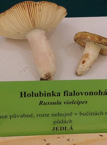 HOLUBINKA FIALOVONOHÁ (Russula violeipes) FOTO: Marta Knauerová, 22.9.2023

