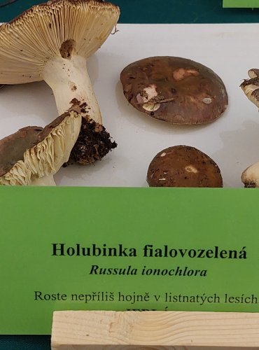 HOLUBINKA FIALOVOZELENÁ (Russula ionochlora) FOTO: Marta Knauerová, 22.9.2023

