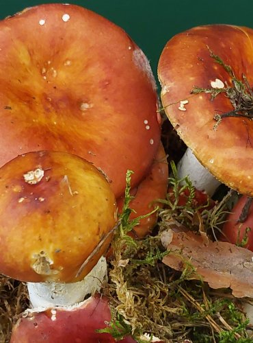 HOLUBINKA JAHODOVÁ (Russula paludosa) FOTO: Marta Knauerová, 22.9.2023