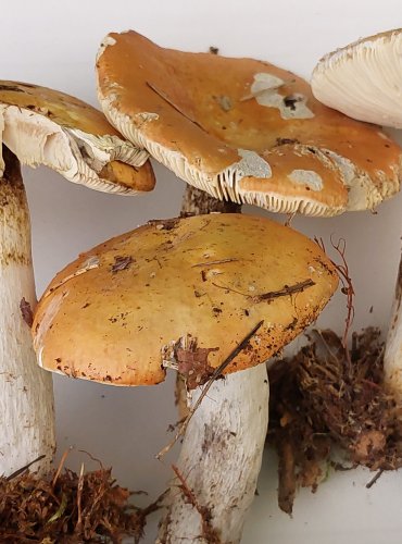 HOLUBINKA ODBARVENÁ (Russula decolorans) FOTO: Marta Knauerová, 22.9.2023