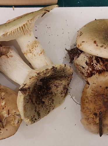 HOLUBINKA TRÁVOZELENÁ (Russula aeruginea) FOTO: Marta Knauerová, 22.9.2023