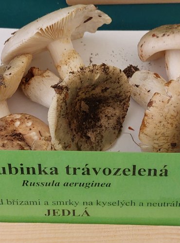 HOLUBINKA TRÁVOZELENÁ (Russula aeruginea) FOTO: Marta Knauerová, 22.9.2023