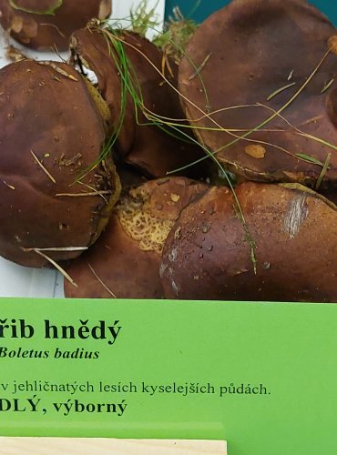 HŘIB HNĚDÝ (Boletus badius) FOTO: Marta Knauerová, 9/2023 