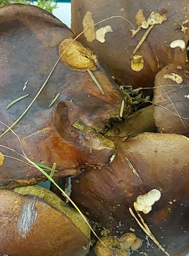 HŘIB HNĚDÝ (Boletus badius) FOTO: Marta Knauerová, 9/2023 