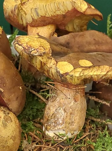 HŘIB KOVÁŘ (Neoboletus luridiformis) FOTO: Marta Knauerová, 22.9.2023