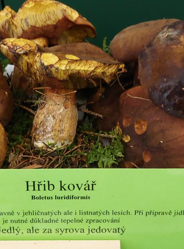 HŘIB KOVÁŘ (Neoboletus luridiformis) FOTO: Marta Knauerová, 22.9.2023