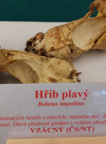 HŘIB PLAVÝ (Hemileccinum impolitum) zapsán v Červeném seznamu hub (makromycetů) v kategorii NT – téměř ohrožený druh, FOTO: Marta Knauerová, 22.9.2023