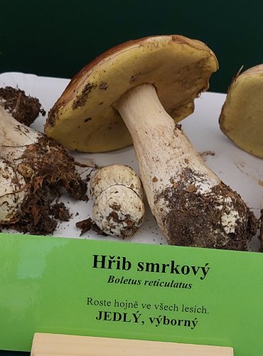 HŘIB SMRKOVÝ (Boletus edulis) FOTO: Marta Knauerová, 22.9.2023