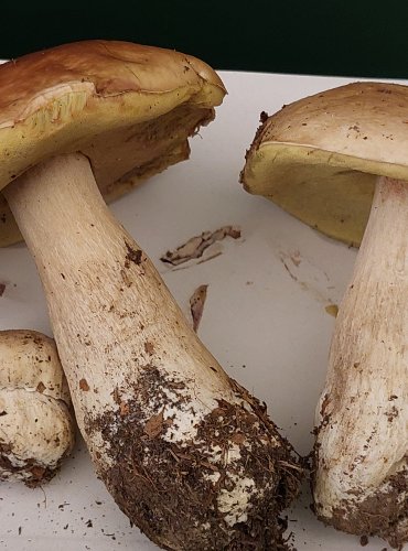 HŘIB SMRKOVÝ (Boletus edulis) FOTO: Marta Knauerová, 22.9.2023