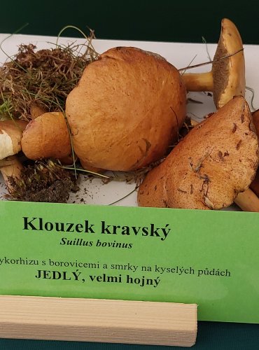 KLOUZEK KRAVSKÝ (Suillus bovinus) FOTO: Marta Knauerová, 22.9.2023