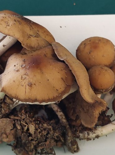 
KŘEHUTKA VODOMILNÁ (Psathyrella piluliformis) FOTO: Marta Knauerová, 22.9.2023
