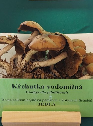 
KŘEHUTKA VODOMILNÁ (Psathyrella piluliformis) FOTO: Marta Knauerová, 22.9.2023
