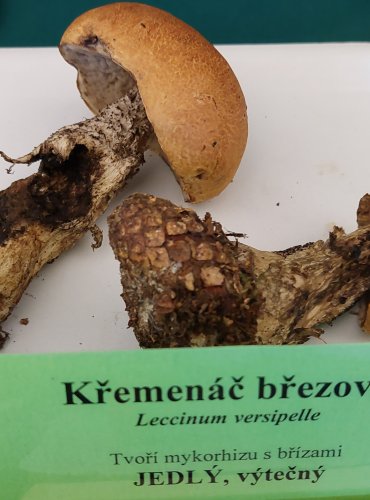 KŘEMENÁČ BŘEZOVÝ (Leccinum versipelle) FOTO: Marta Knauerová, 22.9.2023