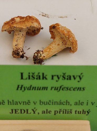 LIŠÁK RYŠAVÝ (Hydnum rufescens) FOTO: Marta Knauerová, 22.9.2023