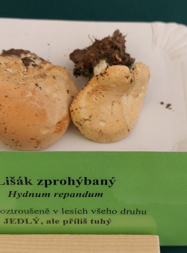 LIŠÁK ZPROHÝBANÝ (Hydnum repandum) FOTO: Marta Knauerová, 22.9.2023