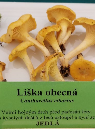 LIŠKA OBECNÁ (Cantharellus cibarius) FOTO: Marta Knauerová, 22.9.2023