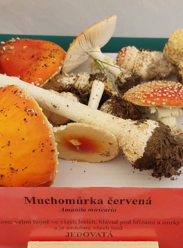 MUCHOMŮRKA ČERVENÁ (Amanita muscaria) FOTO: Marta Knauerová, 22.9.2023