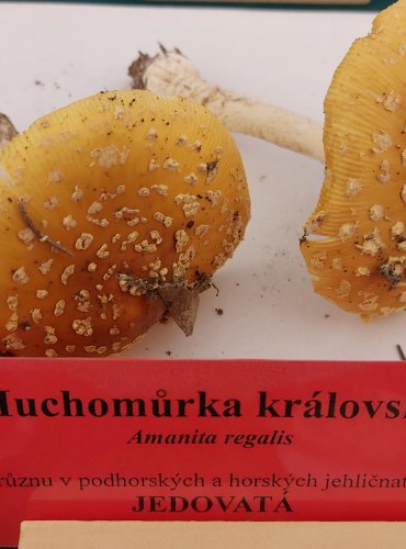 MUCHOMŮRKA KRÁLOVSKÁ (Amanita regalis) FOTO: Marta Knauerová, 22.9.2023